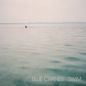 blue cranes swim